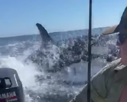 Orcas persiguen a pescadores en costas de Michoacán