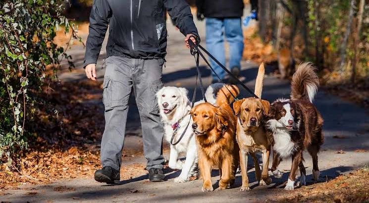 Medio Ambiente realizará caminatas caninas una vez por mes