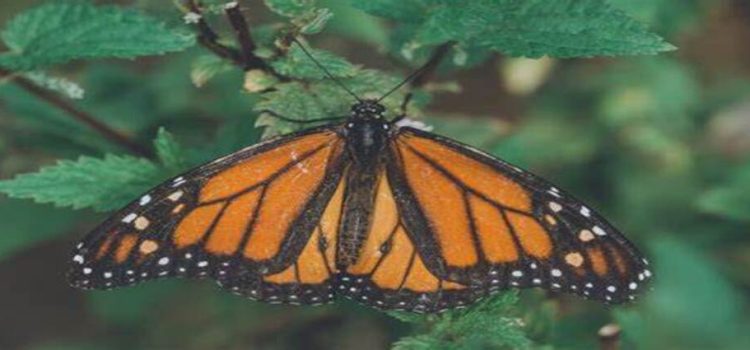 Michoacán espera 12% más de turistas por la mariposa monarca