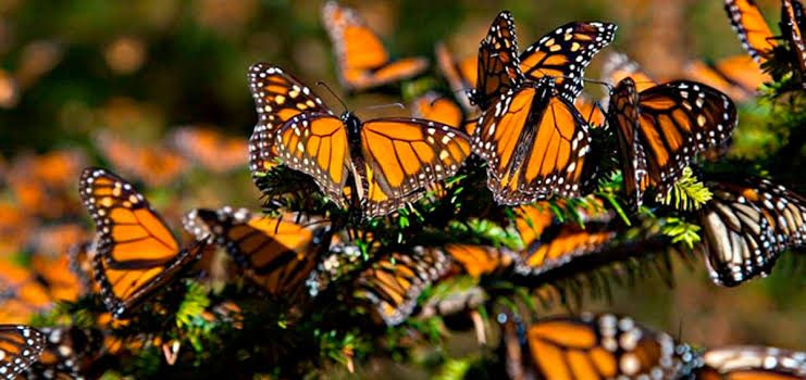 Ofrenda Monumental de Zitacuaro, estará dedicada a la Mariposa Monarca