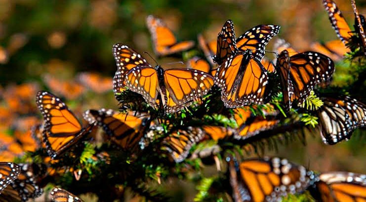 Ofrenda Monumental de Zitacuaro, estará dedicada a la Mariposa Monarca