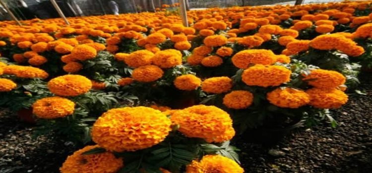 Michoacán produce 430 hectáreas de cempasúchil Michoacán produce 430 hectáreas de cempasúchil
