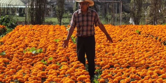 Por el cielo los precios de la flor para Día de Muertos