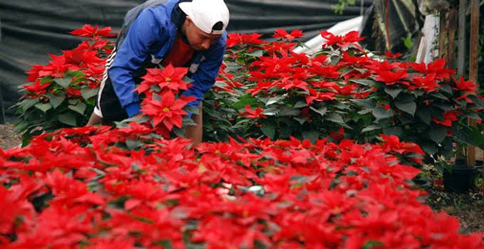 3 millones de planta se produjeron en San Felipe este año