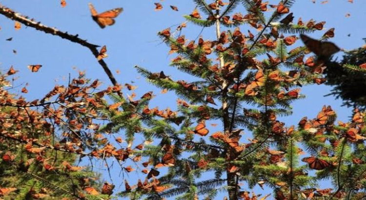 Abrirán santuarios de la mariposa monarca en Michoacán