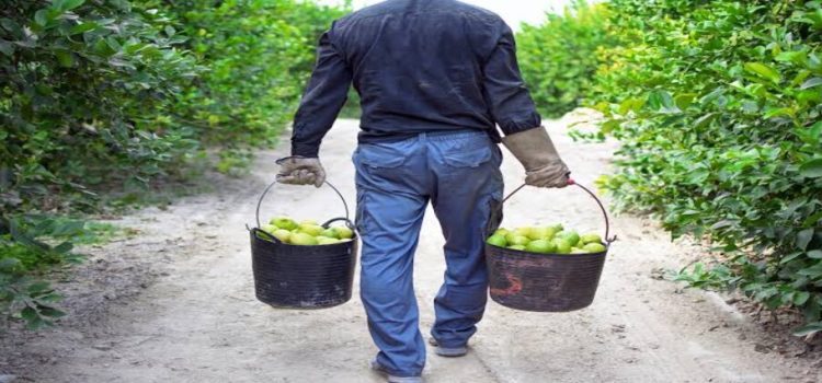 Michoacán protegerá corte y empaques de limón