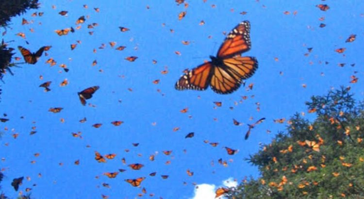 Arriban mariposas monarca a Michoacán
