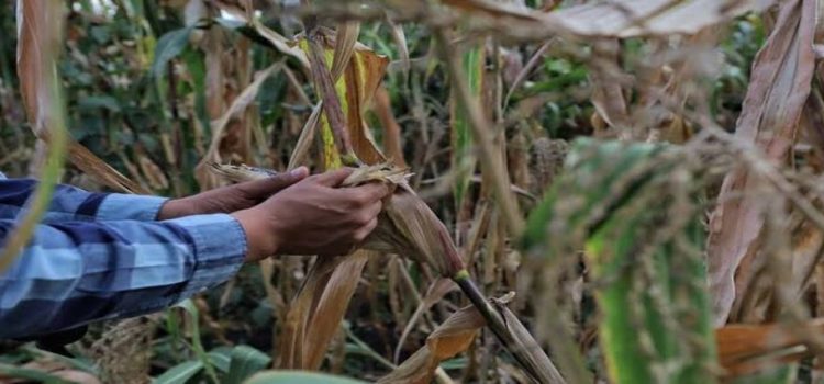 Ganaderos y agricultores de Michoacán, afectados por sequía