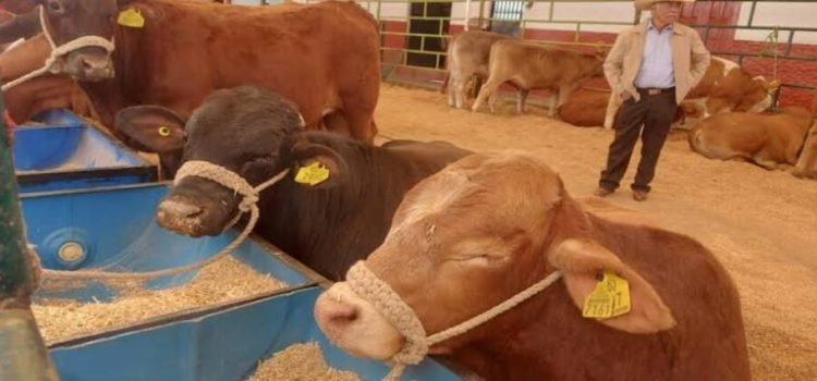 Avanzan productores y autoridades en identificación de ganado en Michoacán Avanzan productores y autoridades en identificación de ganado en Michoacán