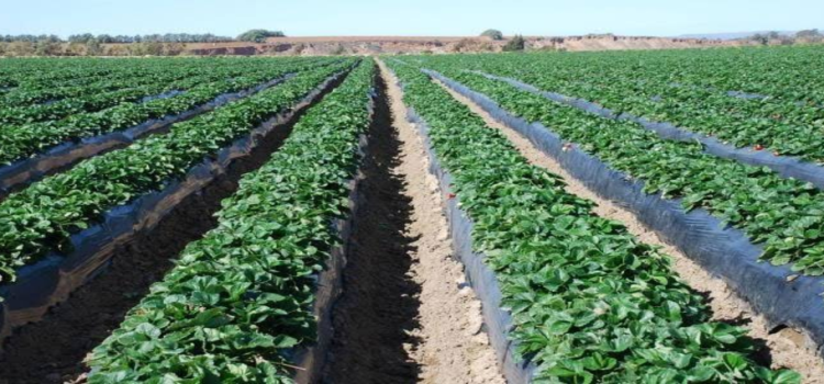Michoacán, sin afectaciones en cultivos por bajas temperaturas Michoacán, sin afectaciones en cultivos por bajas temperaturas