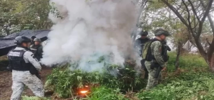 Incineran más de 36 mil plantas de marihuana en Michoacán