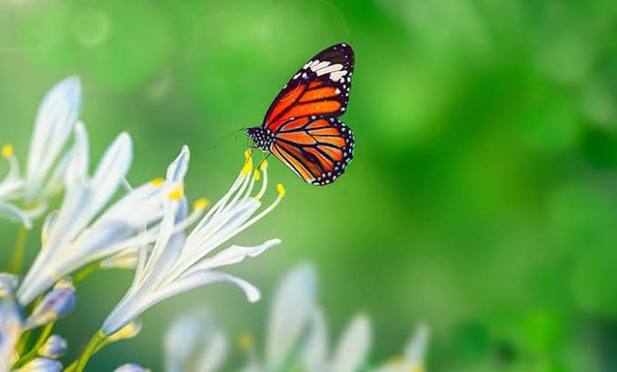 Zitácuaro se suma a la causa: Conferencia sobre la Mariposa Monarca por Nación Verde