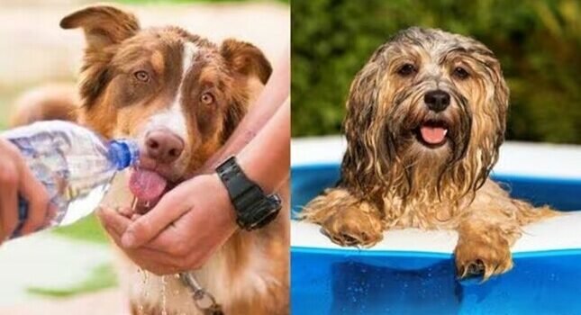 Mascotas pueden sufrir quemaduras y shock de calor