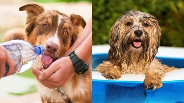 Mascotas pueden sufrir quemaduras y shock de calor