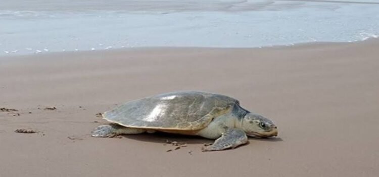 Protección Civil de Michoacán bajo investigación por robo de huevos de tortugas marinas Protección Civil de Michoacán bajo investigación por robo de huevos de tortugas marinas