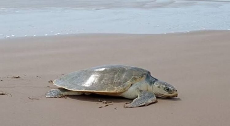 Protección Civil de Michoacán bajo investigación por robo de huevos de tortugas marinas