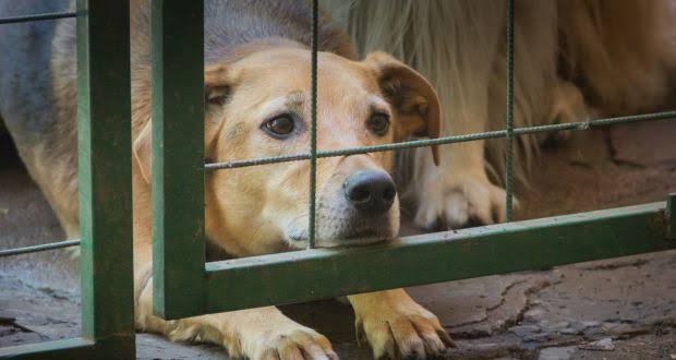 Hasta 5 reportes de maltrato animal se reciben al día