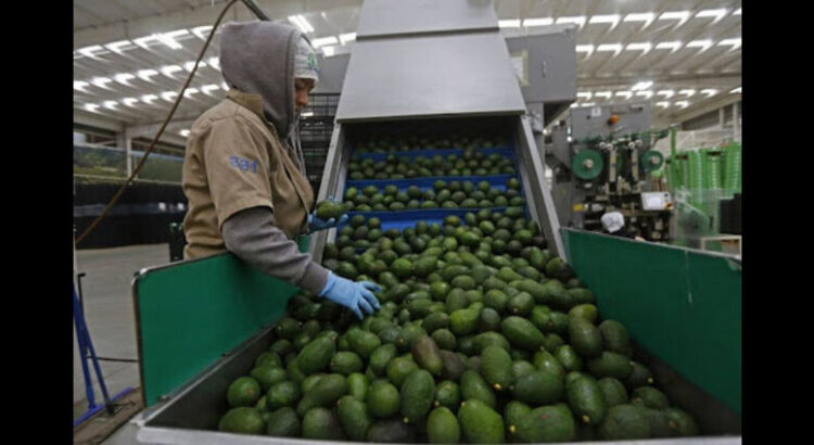 Michoacán reinició la certificación de aguacate y mango para la exportación a EEUU