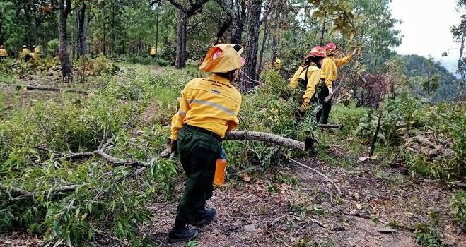 Domingo 7 de julio primera actividad de la Brigada Civil de Reforestación