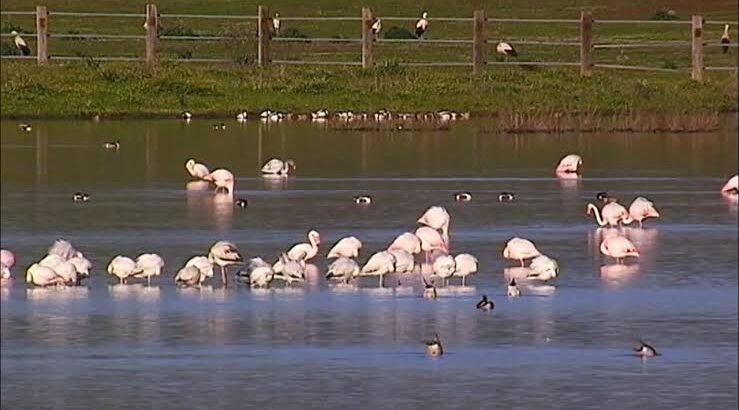 Afectó sequía distribución de las aves y su reproducción en Michoacán