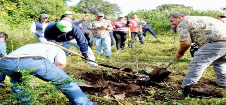 Podrán aguacateros acceder a certificación ambiental en Michoacán