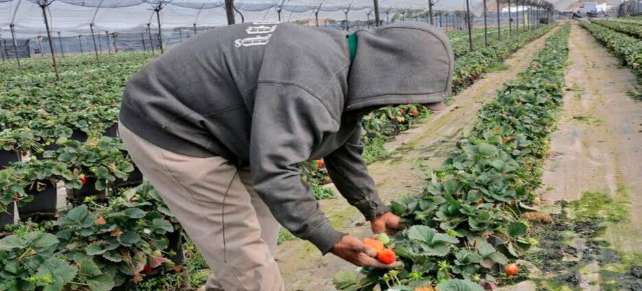 Michoacán, primer lugar nacional en exportaciones agrícolas