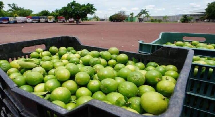 Limoneros retoman actividades en Michoacán