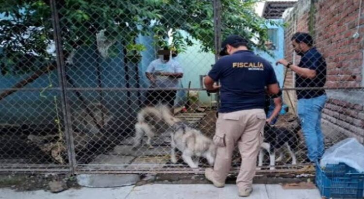 Rescatan a cinco perritos víctimas de maltrato animal en Michoacán