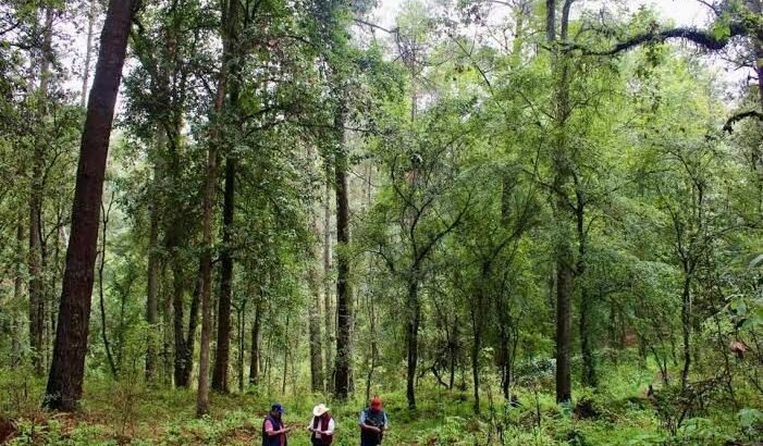 Rebasa Michoacán las 200 mil hectáreas de áreas naturales protegidas