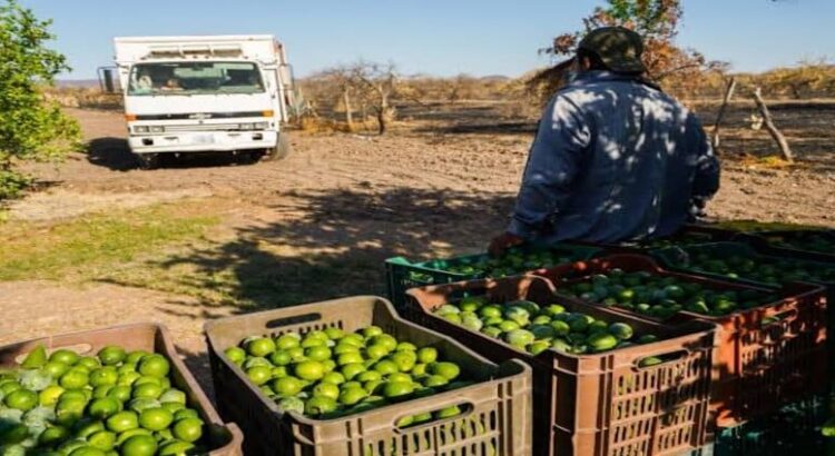 Por presiones del narco, retoman operaciones limoneros de Michoacán