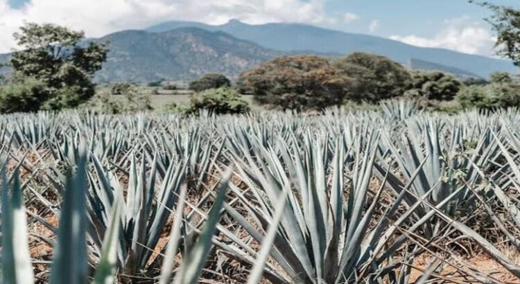 Agave para producir tequila y mezcal en Michoacán será libre de deforestación