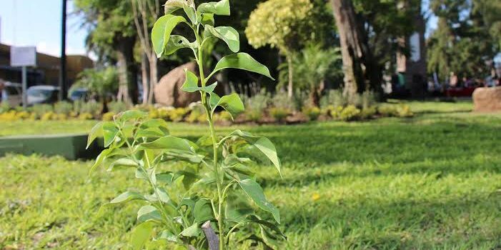 Reforestarán 1000 arbolitos “palo verde” en la Avenida Revolución