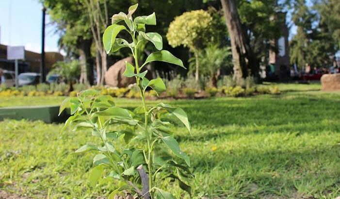 Reforestarán 1000 arbolitos “palo verde” en la Avenida Revolución