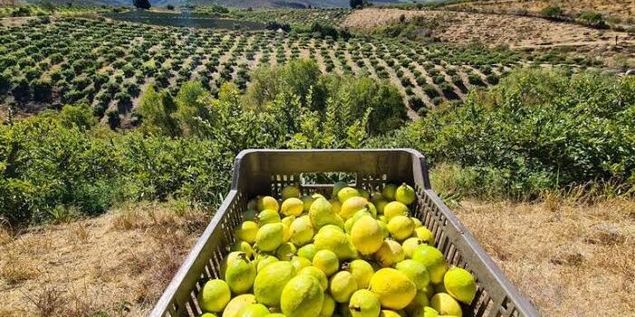 Crean plan estratégico para atender problemas de la guayaba