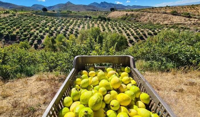 Crean plan estratégico para atender problemas de la guayaba