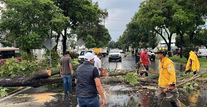 Destruyen árboles reforestados por Visión Cero en Avenida Morelia