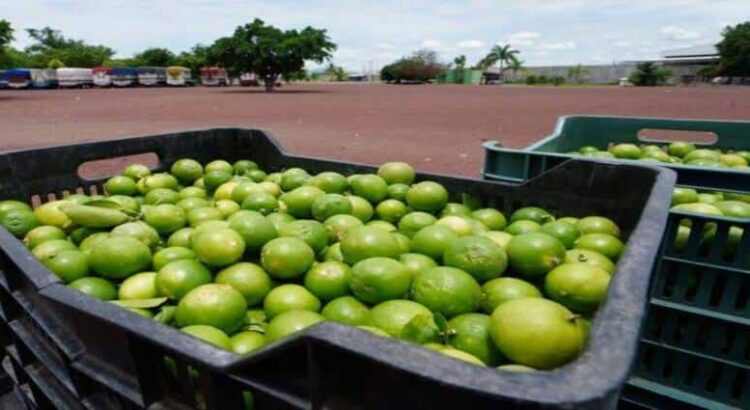 Toman medidas para frenar extorsiones a limoneros de Michoacán