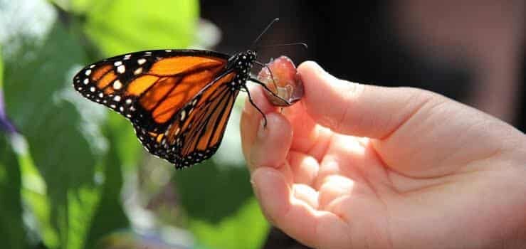 El santuario escondido de la mariposa monarca