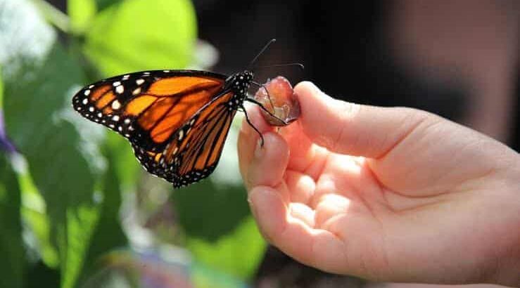 El santuario escondido de la mariposa monarca