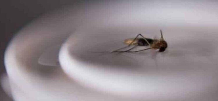 Disminuye incidencia de dengue en Michoacán