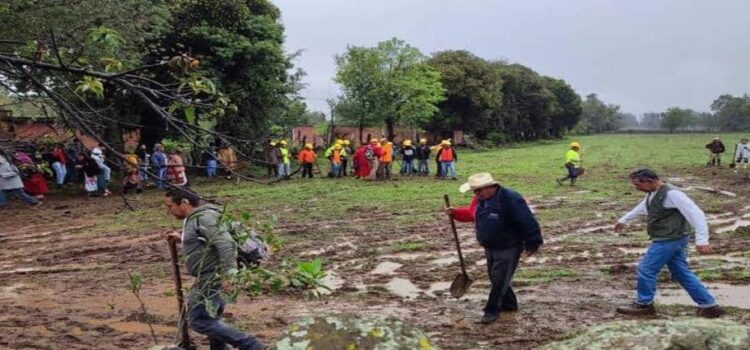 Urgen estrategias de reforestación en Michoacán por calentamiento global