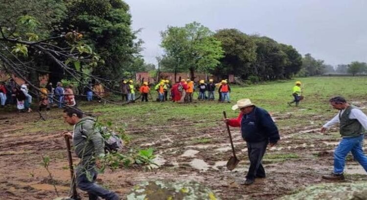 Urgen estrategias de reforestación en Michoacán por calentamiento global