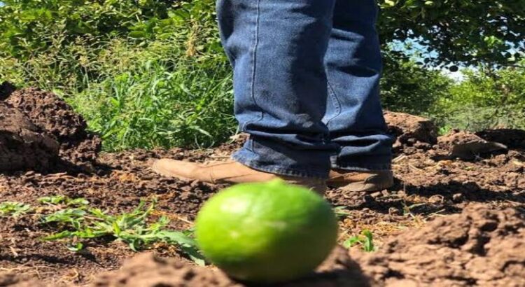 Cártel quema huerto de limón en Michoacán; productores huyen