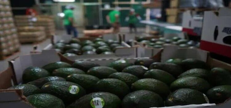 Aplicarán certificación del aguacate a empacadoras de Michoacán