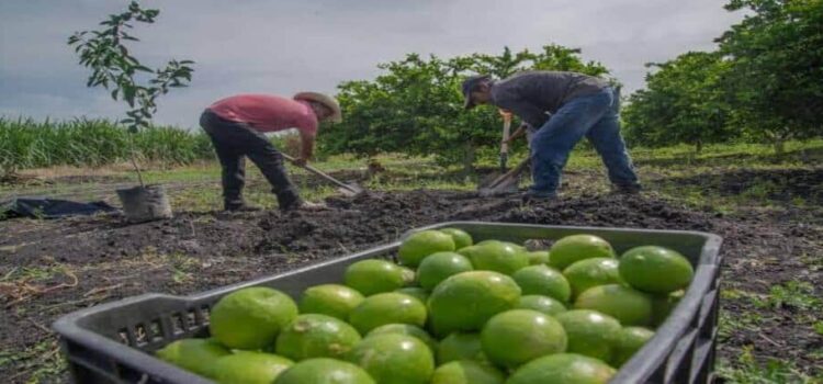 740 uniformados protegen a limoneros de Michoacán