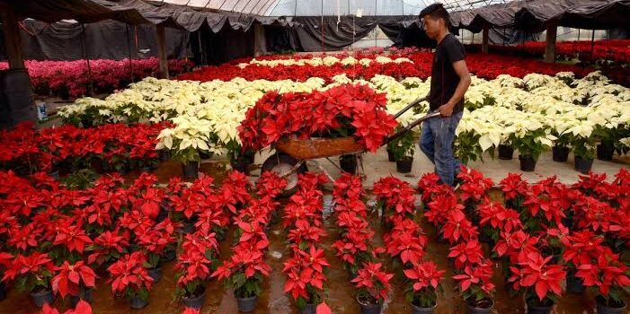 18 productores de nochebuena participarán en la expo venta en Zinacantepec