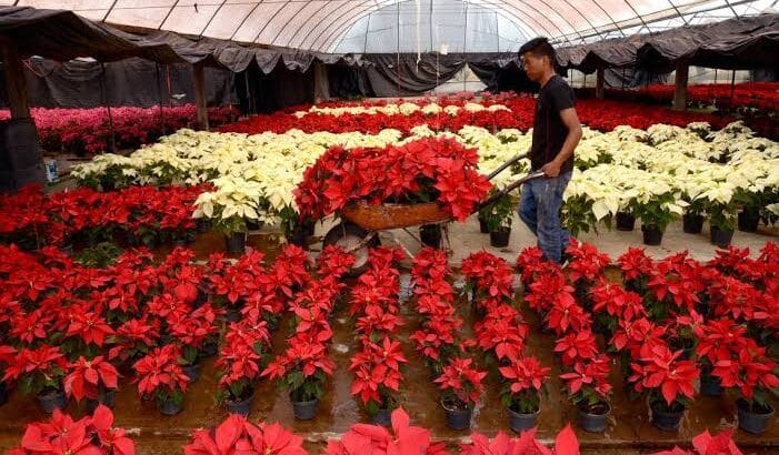 18 productores de nochebuena participarán en la expo venta en Zinacantepec