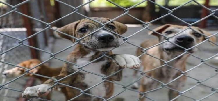 En Michoacán, 7 de cada 10 animales de compañía sufren maltrato animal