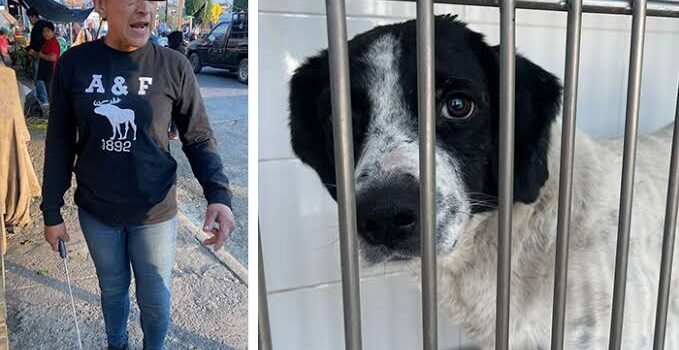 Activistas acusan a FGE de ignorar denuncias de maltrato animal en Zitácuaro