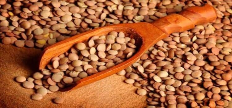 Michoacán, el gran abastecedor de lenteja del país